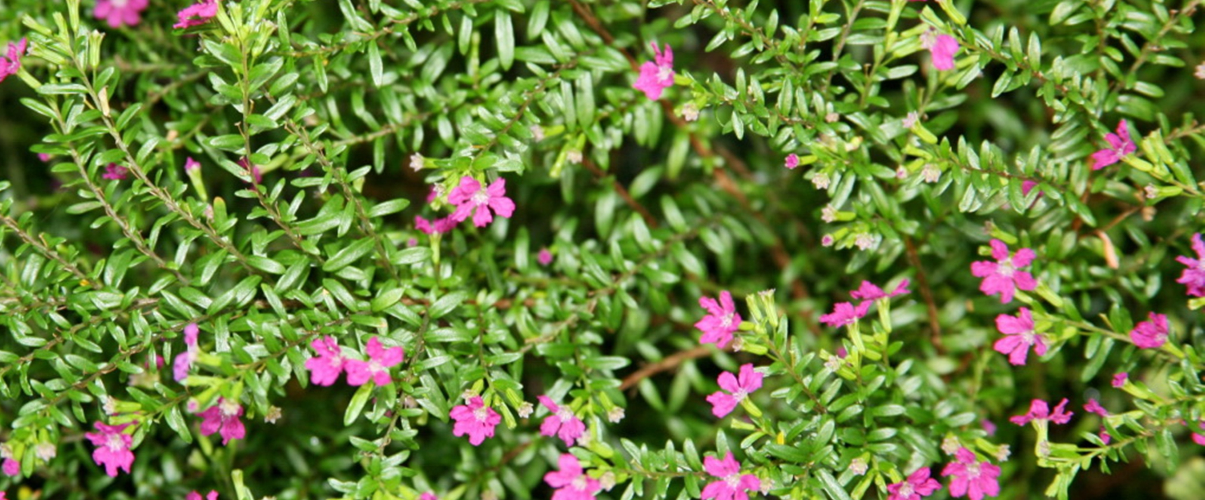 Cuphea hyssopifolia - Garden Diary